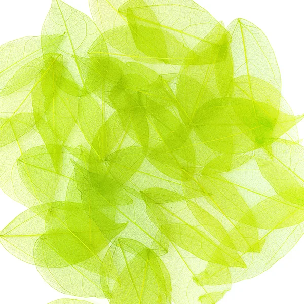 Zelené listy na bílém pozadí. jarní pozadí — Stock fotografie