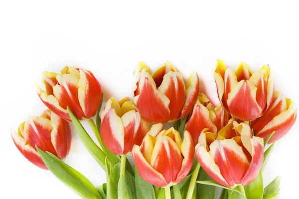 Bouquet of tulip — Stock Photo, Image
