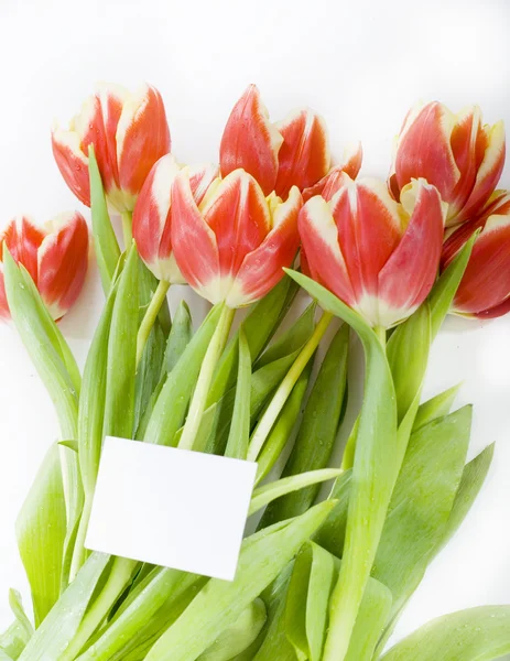 Букет tulip — стокове фото