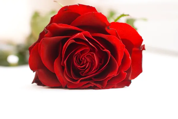 A rosa vermelha — Fotografia de Stock