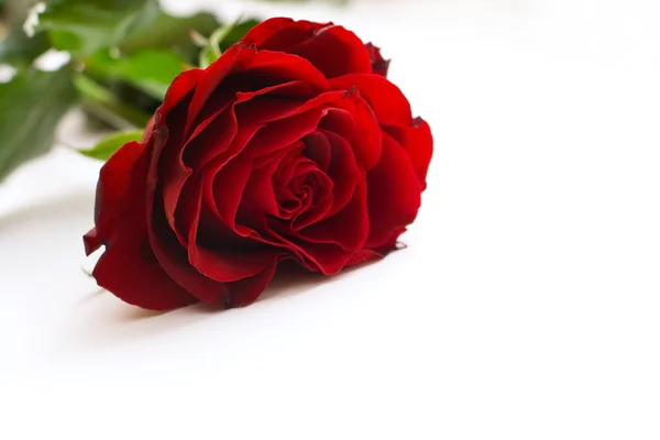 A rosa vermelha — Fotografia de Stock