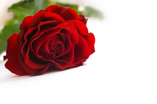 Die rote Rose — Stockfoto