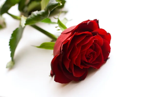Το κόκκινο τριαντάφυλλο — Φωτογραφία Αρχείου