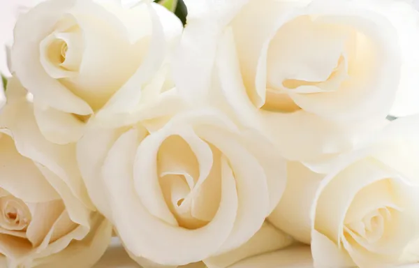Den vita rosen — Stockfoto