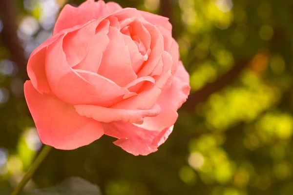La rosa — Foto Stock