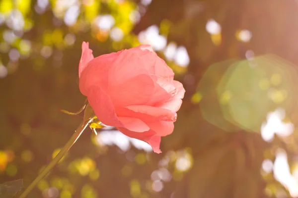 A Rosa — Fotografia de Stock