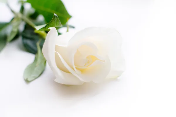 Thewhite rose Stock Photo