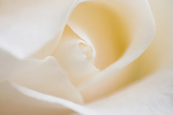 宏玫瑰 — 图库照片