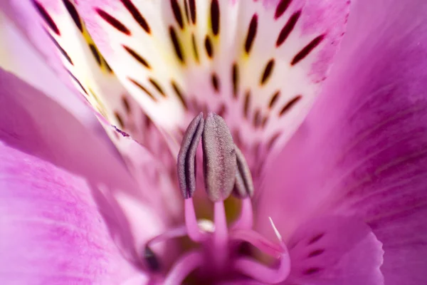 Egzotyczne kwiaty makro — Zdjęcie stockowe