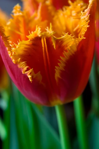 チューリップの花束 — ストック写真