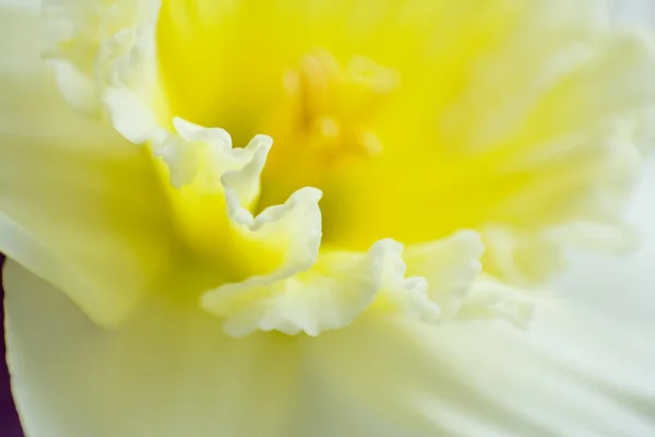 Narcis — Stock fotografie
