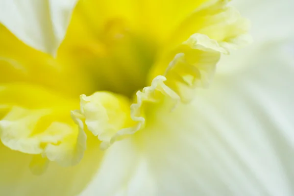 The narcissus — Stock Photo, Image