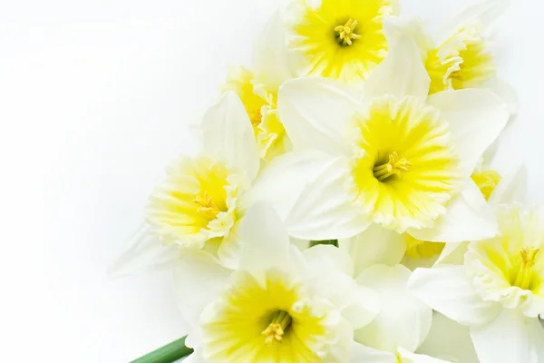 Il bouquet di narciso — Foto Stock