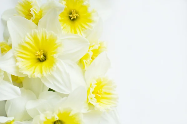 Kytice Narcis — Stock fotografie