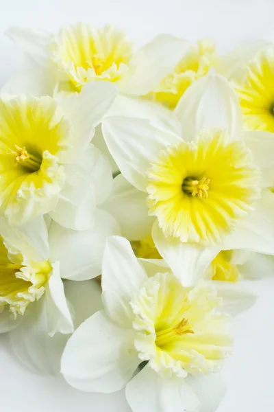 Il bouquet di narciso — Foto Stock