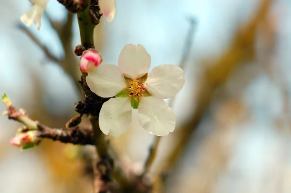 Almond flower — Stock Photo, Image