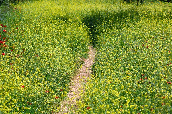 Field path — Stock Photo, Image