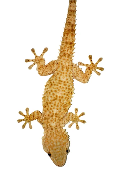 Gecko ödla — Stockfoto