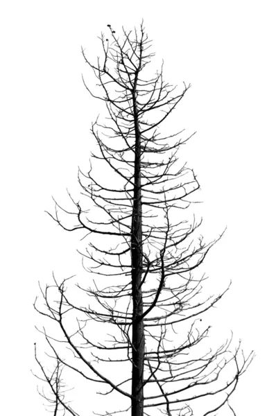 Беслистное дерево — стоковое фото
