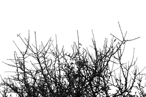 Détail des branches — Photo