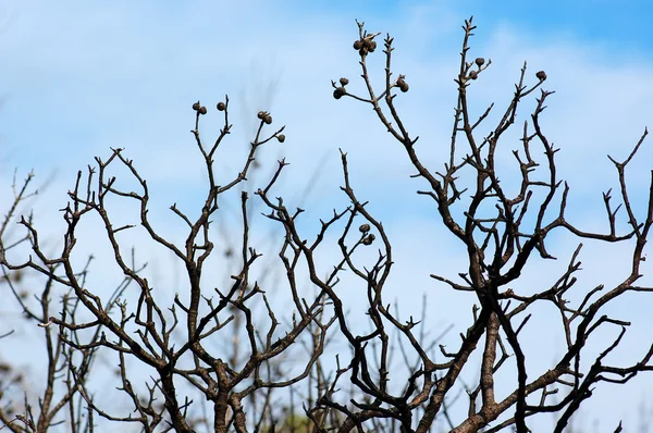 Quercia bruciata — Foto Stock