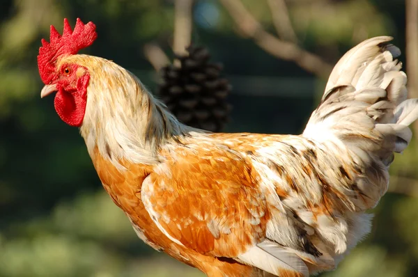 무료 범위 닭 — 스톡 사진