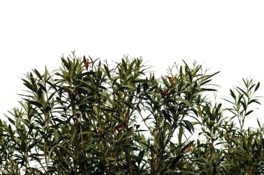 Oleander leaves clipart