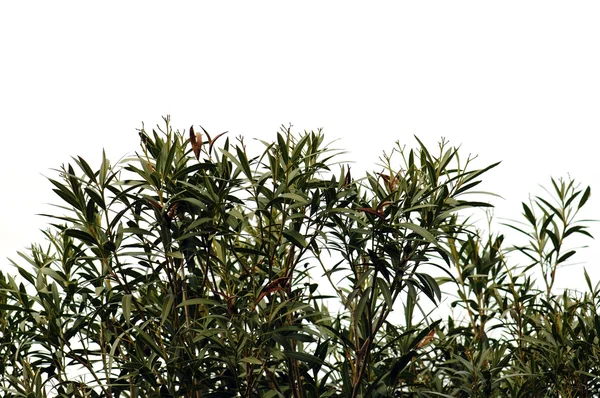Oleander leaves — Stock Photo, Image