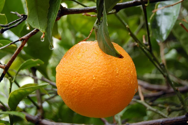 Frische Orange mit Regentropfen — Stockfoto