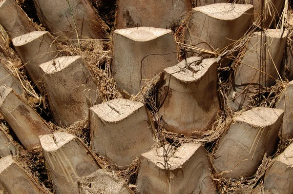 Palmera tronco — Foto de Stock