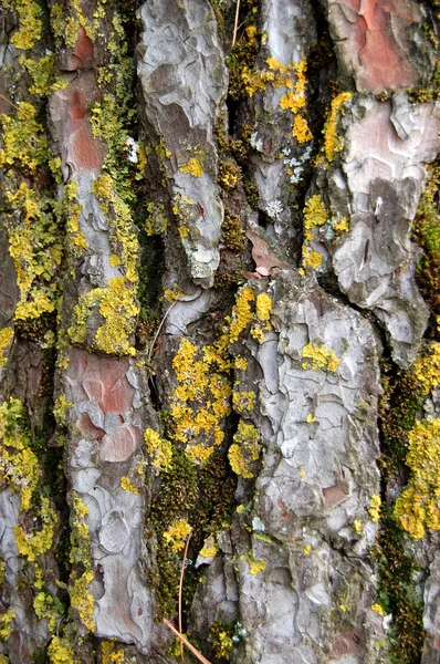 Çam ağacının gövde ahşap doku — Stok fotoğraf