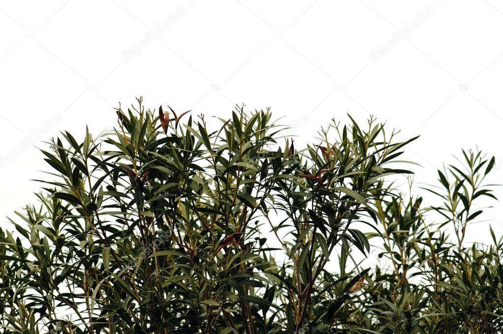 Oleander leaves