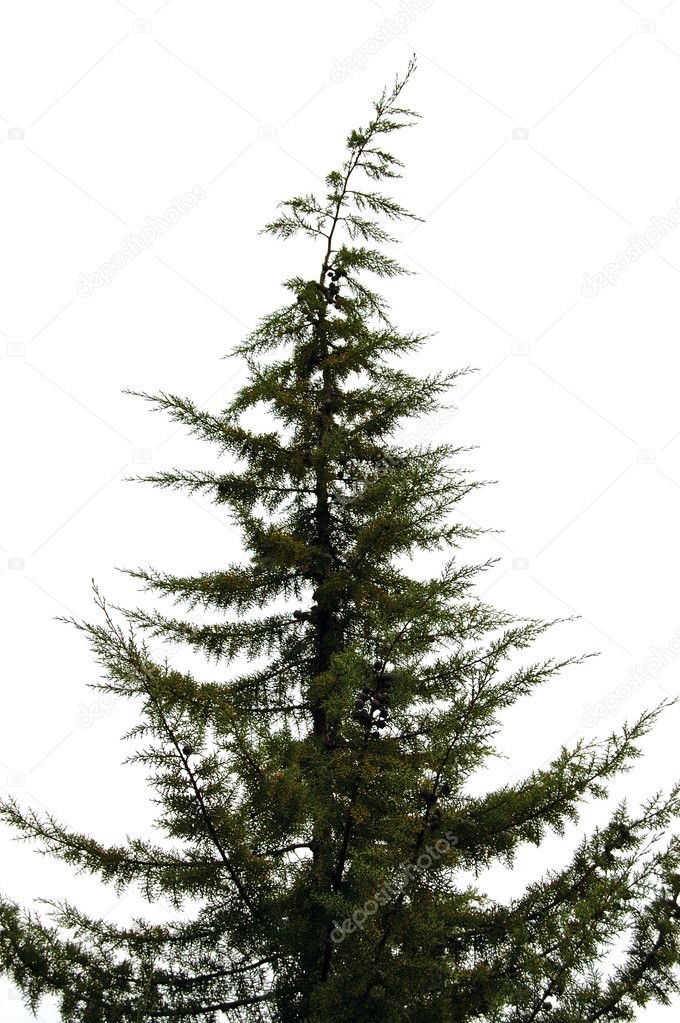 Pine tree — Stock Photo © sirylok #1846513