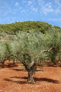 Zeytin ekimi