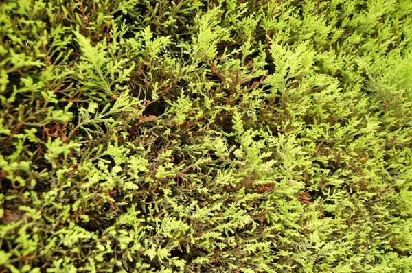 Fir tree texture — Stock Photo, Image