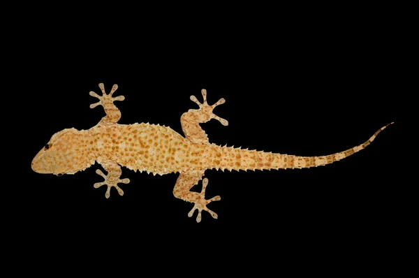 Dom gecko jaszczurka — Zdjęcie stockowe