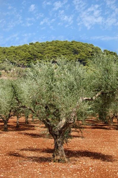 橄榄树种植园 — 图库照片