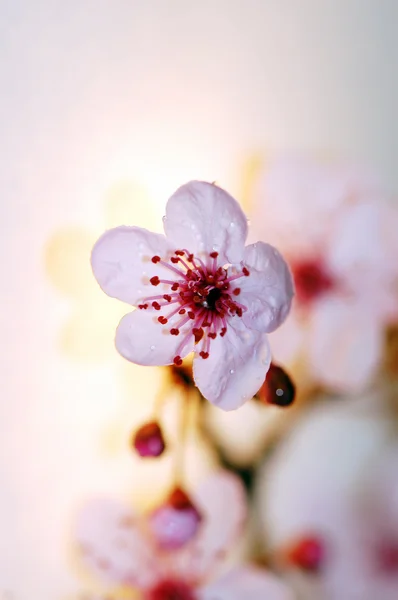 Цвіт вишні — стокове фото