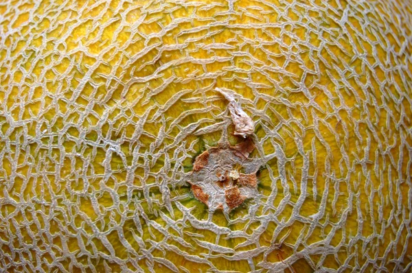 Textura de melón — Foto de Stock