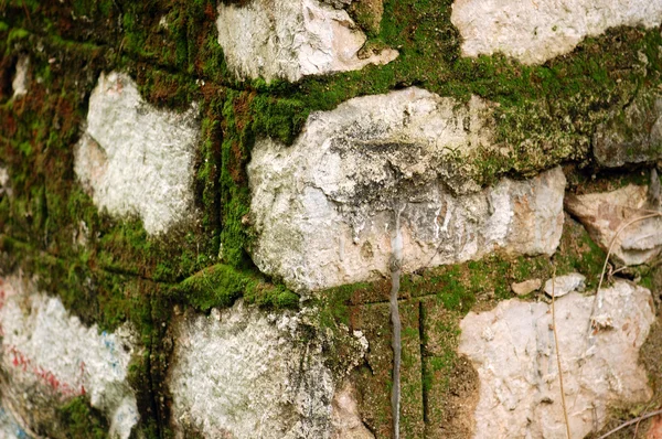石头的苔藓 — 图库照片