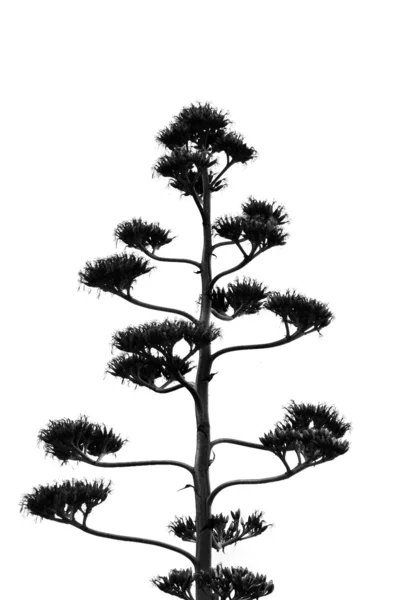 Tree silhouette — Stock Photo, Image