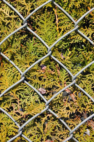 Wire metal fence and fir tree texture — Stock Photo, Image