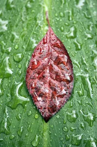 Leaf raindrops