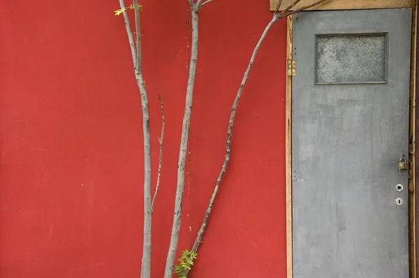 Porta e rami d'albero — Foto Stock