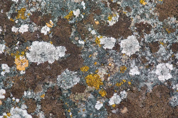Πέτρα μύκητα — Φωτογραφία Αρχείου