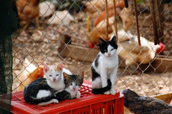 Trei pisici — Fotografie, imagine de stoc