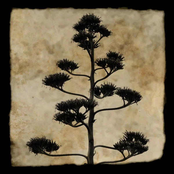 Agave plant silhouette — Stock Photo, Image