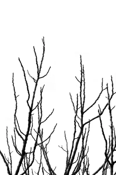 分岐の木のシルエット — ストック写真