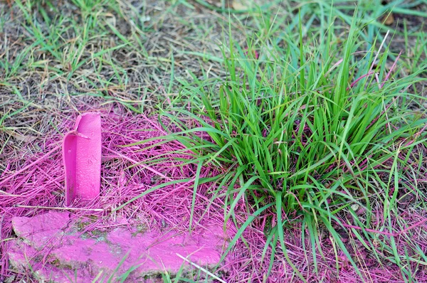 Розовая трава — стоковое фото