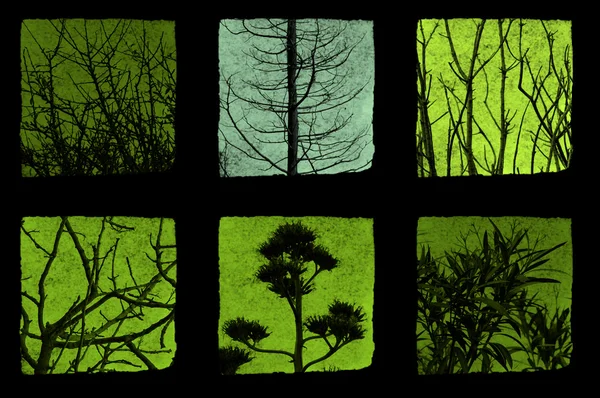 Träd och växter — Stockfoto